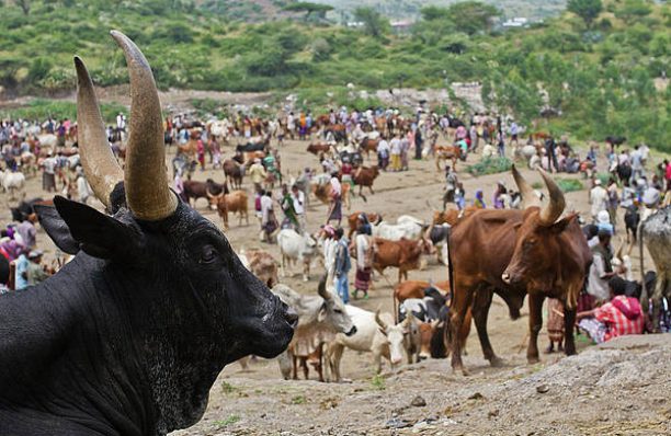 the-bati-animal-market-ethiopia-neslab